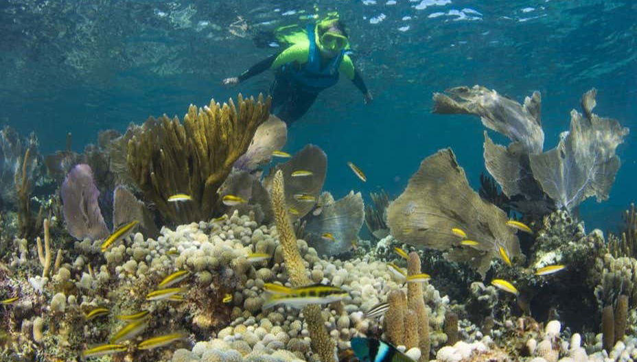 Snorkeling à Cancun