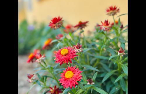 Summer House - Foto 44