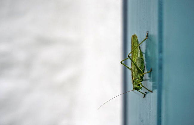 "Clausina" - 600m from the sea - Foto 11