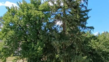 Po Prostu Las - Foto 3