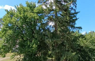 Po Prostu Las - Foto 3