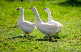 Agriturismo Fiore - Photo 18