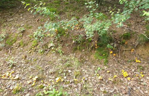 Ferienhaus Dreier-Ley - Foto 36