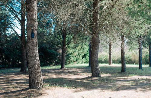 Tenuta Pizzi - Foto 7