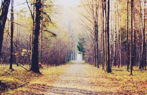 Pod Modrzewiem - Foto 43