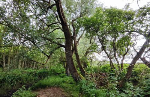 Chalets in nature Nedderhagen - Foto 9