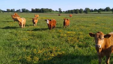 Ferienhaus Segebrecht - Foto 2