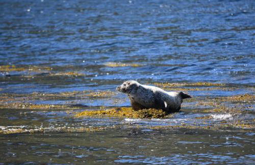 Linnhe Apartment, Kinlochlaich House - Foto 24