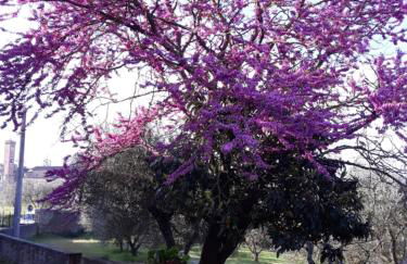 Fattoria Poggio Capponi - Foto 47