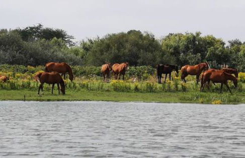 Quinta Marinhais para férias no Ribatejo - Foto 33