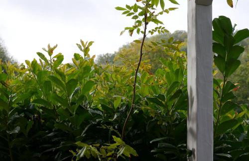 Ferienwohnungen Knodel - Foto 6