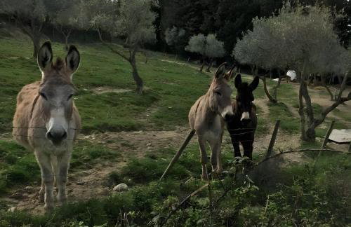 Podere Del Botruccio - Foto 29