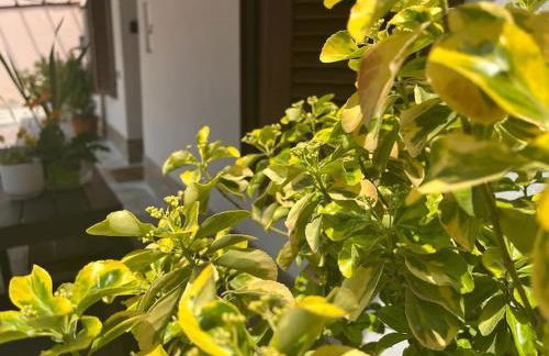 Green Villa - CityDoor - Foto 36