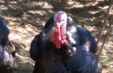 la masseria di Antonio e Teresina - Foto 44