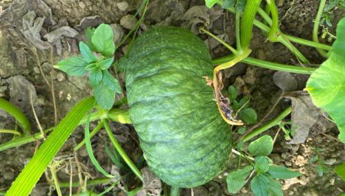 Agriturismo Alla Vigna - Foto 3