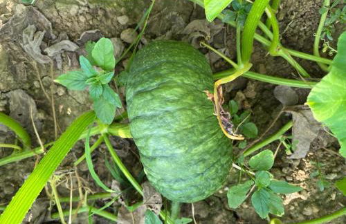 Agriturismo Alla Vigna - Foto 3