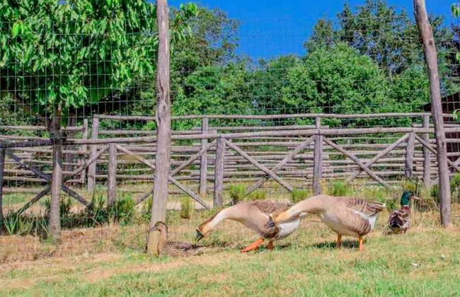 Comfortable Cottages in Loro Ciuffenna - Foto 77