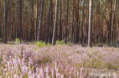 Biały Domek dla 6 osób oraz Domek Sternika dla 4 osób - jezioro, las, wiejski klimat - Foto 33