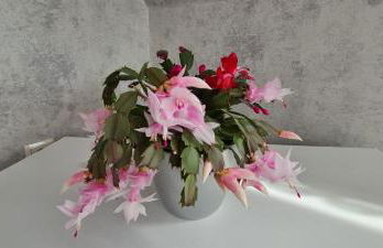 Ferienwohnung, Urlaub im Frankenwald - Foto 7