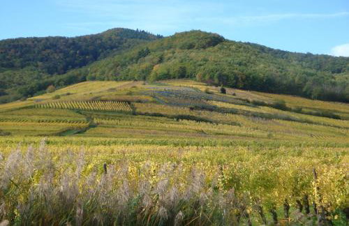 Gites Les Cépages - Foto 23