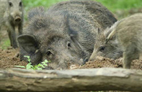 Gîte du Parc Animalier de Boutissaint - Foto 17