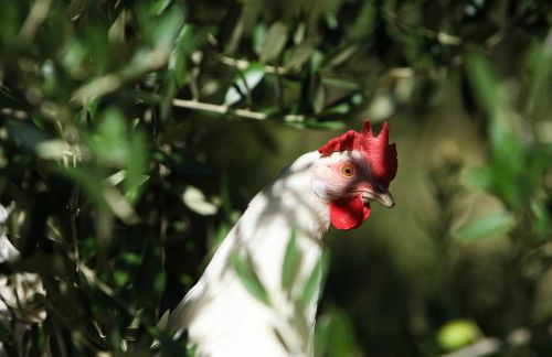 Agriturismo La Coccinella - Foto 44