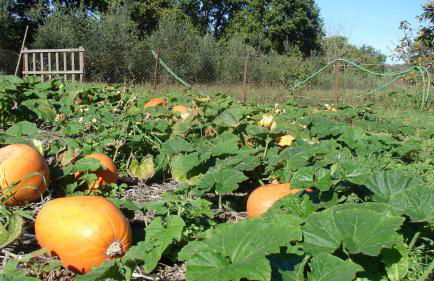 Agriturismo Terra Sabina - Foto 49