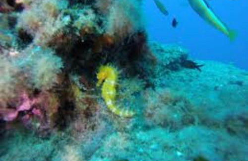 Adosado playa, geoda y Aguilas cerca, con barbacoa y piscina en San Juan de los terreros - Foto 73