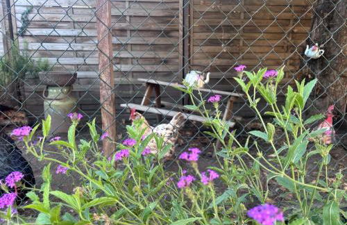 Diekstraat - Foto 18