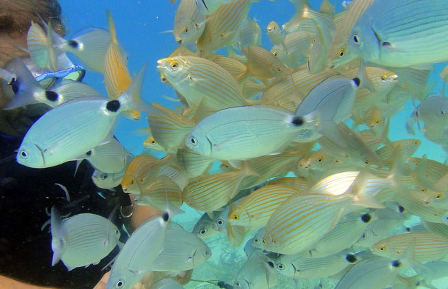 Immersione per principianti a Maiorca - Foto 1