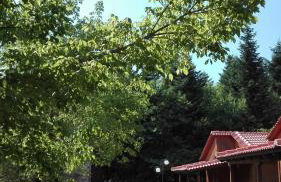 Livadaki Village - Δασικό Χωριό Λιβαδάκι - Foto 27