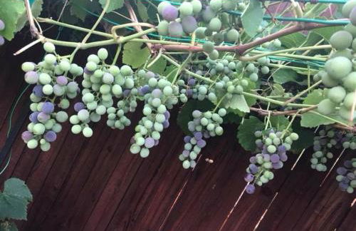 Red Rock Escape - Cozy King Bed Studio & Gardens, Trails, Views, Red Rock Pass - Foto 45