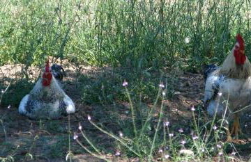 Aroggia Farm - Foto 32