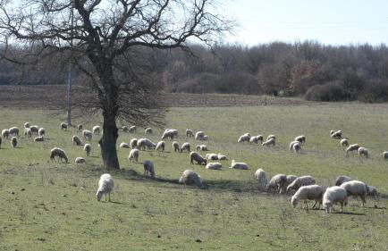 AGRITURISMO LA GHIGA - Foto 35