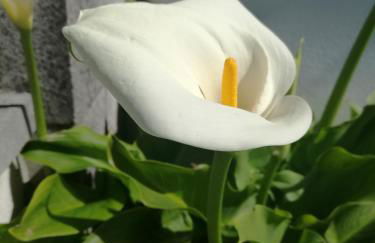 Casa Raquel - Foto 23