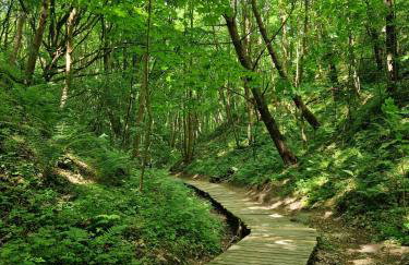 Wydmy Wiatr - Foto 46