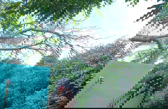 Bamboleo Inn Belize - Foto 29