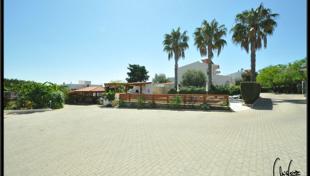 Flor da Laranja - Foto 3