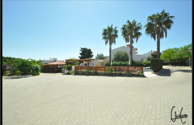 Flor da Laranja - Foto 3