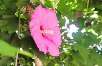 Casa Magnolia - INCANTO MEDITERRANEO vicino al MARE - Foto 12