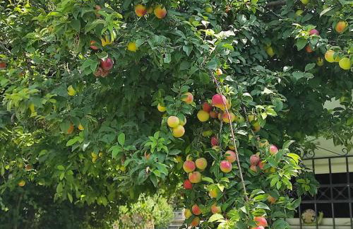 Summer House 150m from the beach for 5 persons. - Foto 34