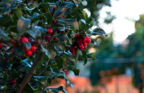 Casa do Poço - Serra da Estrela - Foto 38