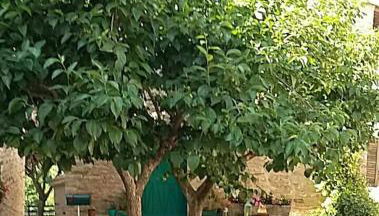 Casetta Nonna Augusta (Spello 9 km-Assisi 12 km) - Foto 4, Garden