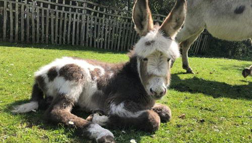 Wonderful thatched cottage in the New Forest National Park - Foto 4