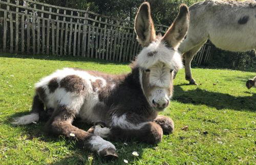 Wonderful thatched cottage in the New Forest National Park - Photo 4