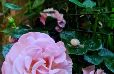 Il sogno del capitano - Photo 21