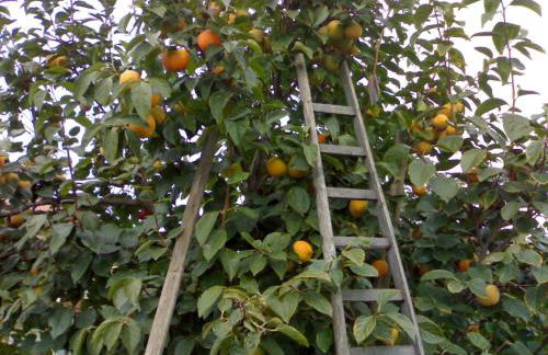 Biologico Dell'Etna - Foto 12