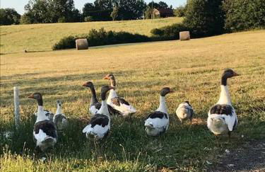 « Le Vieux Hangar » gîte à la ferme - Foto 8