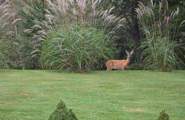Bąbelkowa Chata Beskidy Domek z Balią Jacuzzi - Foto 10
