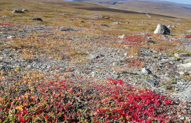 Nuorgam Holiday Village - Foto 51